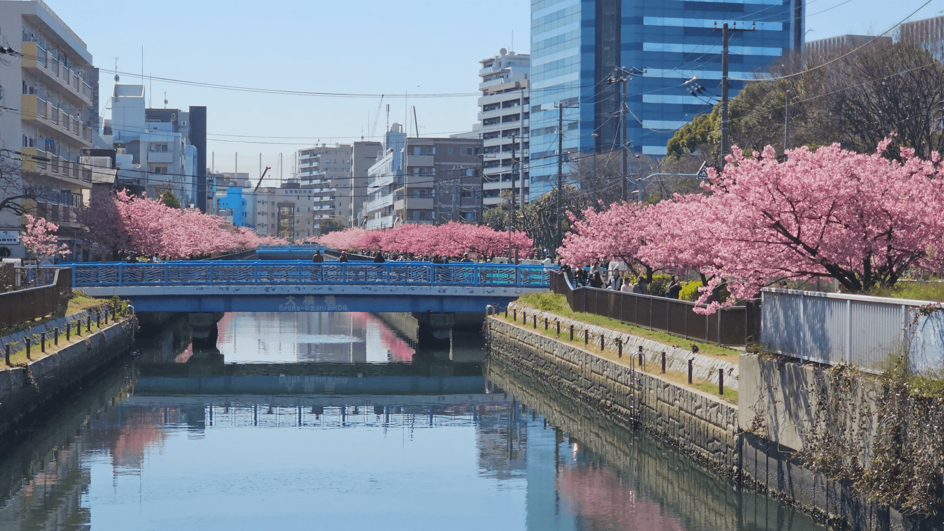 sakura-1.png